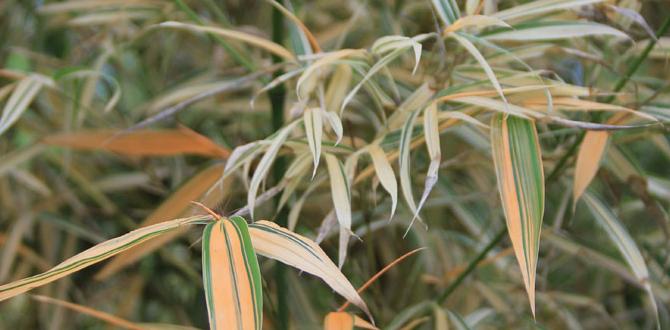Types of bamboo available boo for you bamboo gardens