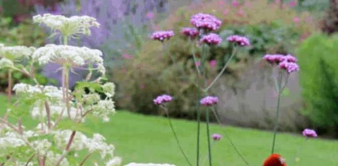 Types of borders for flower gardens borders for flower gardens Types of borders for flower gardens borders for flower gardens