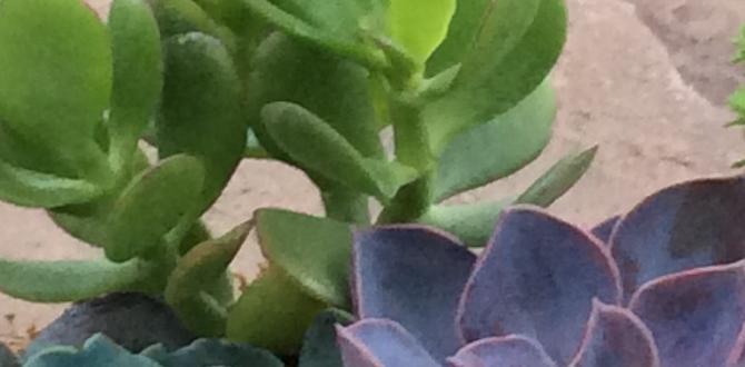 Types of containers for succulent gardens containers for succulent gardens