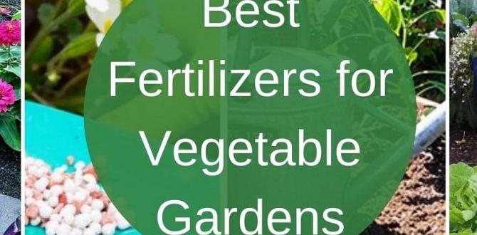 Types of fertilizers for vegetable gardens fertilizer for gardens vegetables Types of fertilizers for vegetable gardens fertilizer for gardens vegetables