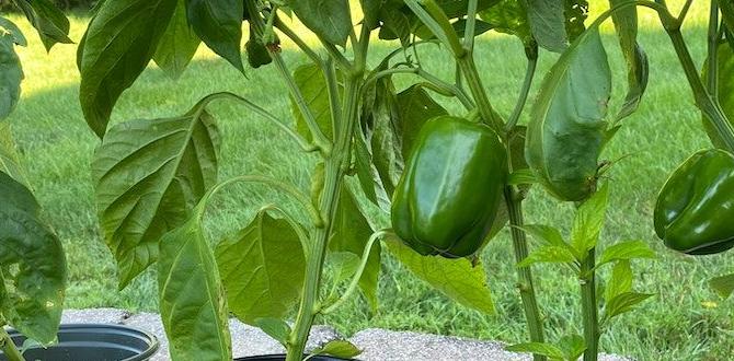 Types of inexpensive containers inexpensive containers for gardening