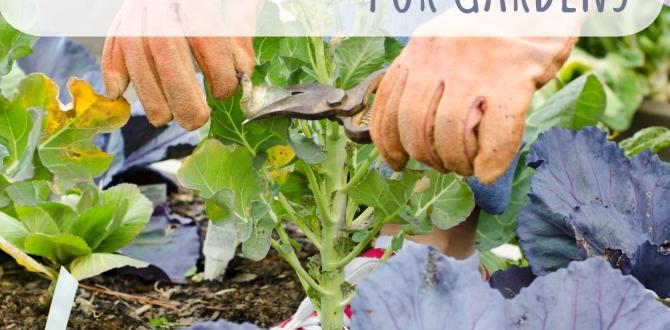 Types of mulch suitable for vegetable gardens is mulch good for vegetable gardens Types of mulch suitable for vegetable gardens is mulch good for vegetable gardens