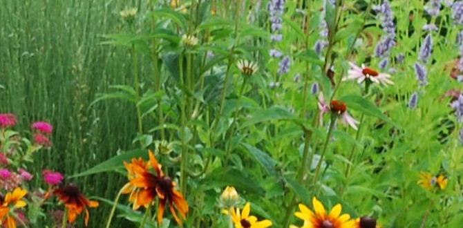 Types of plant borders plant borders for gardens