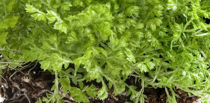 Types of plants that benefit from perlite perlite for gardening Types of plants that benefit from perlite perlite for gardening