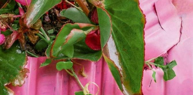 Types of plastic containers for gardening plastic containers for gardening