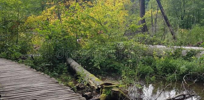 Types of small wooden bridges small wooden bridges for gardens Types of small wooden bridges small wooden bridges for gardens