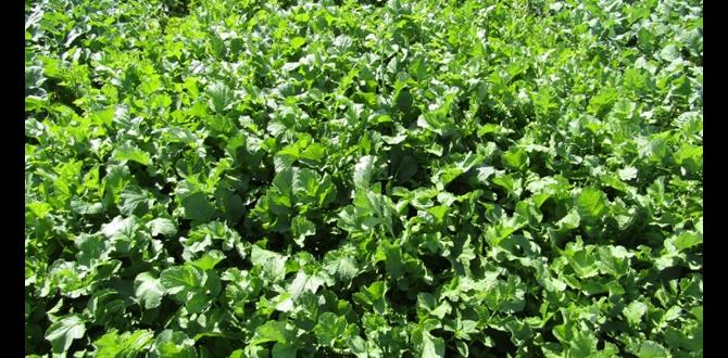 Types of spring cover crops spring cover crops for vegetable gardens Types of spring cover crops spring cover crops for vegetable gardens