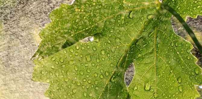 Types of sulfur products for gardening sulfur for gardening