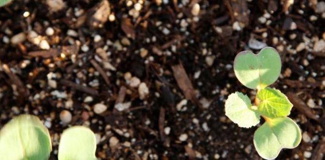 Types of vermiculite vermiculite for gardens Types of vermiculite vermiculite for gardens