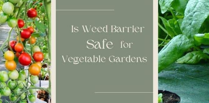 Types of weed preventers weed preventer for vegetable gardens Types of weed preventers weed preventer for vegetable gardens