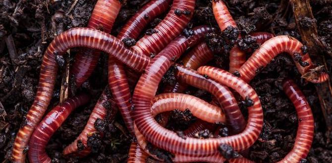 Types of worms for gardening are worms good for gardens Types of worms for gardening are worms good for gardens