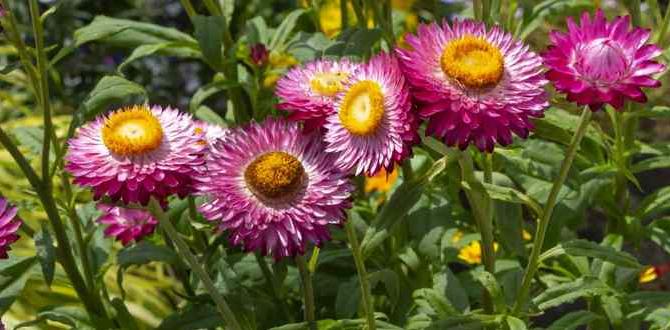 Understanding annuals easiest annuals for beginner gardeners Understanding annuals easiest annuals for beginner gardeners