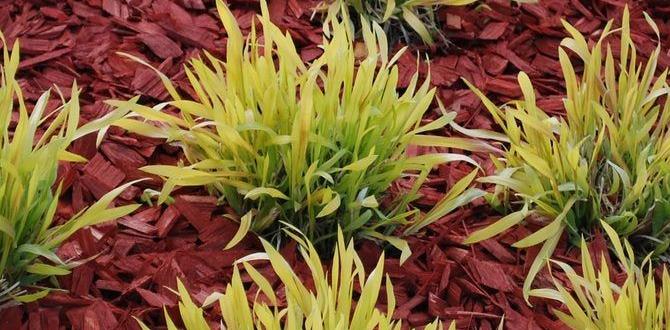 Understanding colored mulch is colored mulch safe for vegetable gardens Understanding colored mulch is colored mulch safe for vegetable gardens