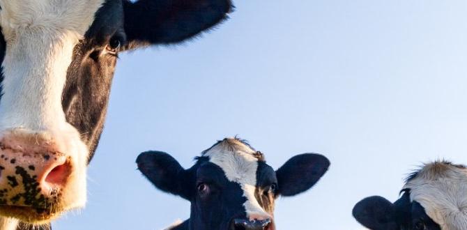 Understanding cow manure is cow manure good for vegetable gardens