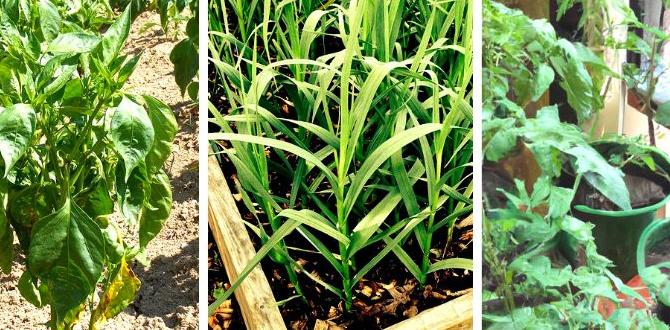 Understanding different types of garden veggies veggies for gardens Understanding different types of garden veggies veggies for gardens