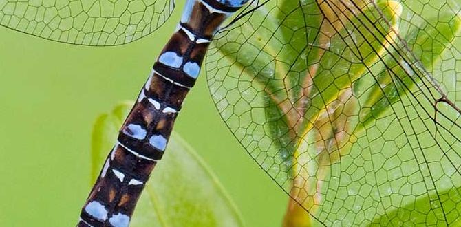 Understanding dragonflies are dragonflies good for gardens Understanding dragonflies are dragonflies good for gardens