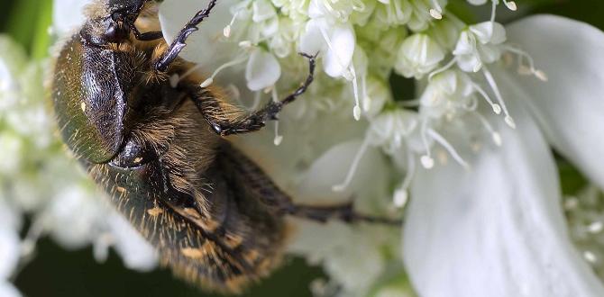 Understanding garden ecosystems insects for gardens