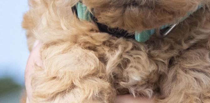 Understanding gardening lime is gardening lime safe for dogs Understanding gardening lime is gardening lime safe for dogs