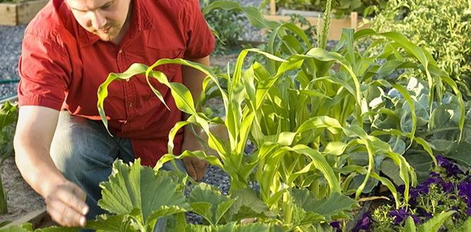 Understanding gardening plots for rent gardening plots for rent Understanding gardening plots for rent gardening plots for rent