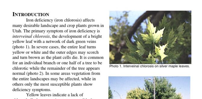 Understanding iron deficiency in plants ferrous sulfate for gardening Understanding iron deficiency in plants ferrous sulfate for gardening