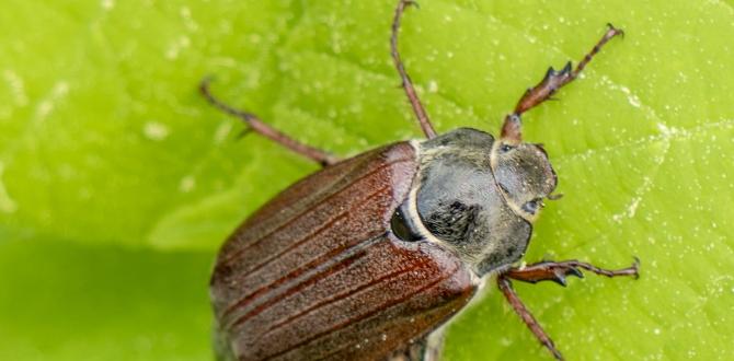 Understanding june bugs are june bugs bad for gardens Understanding june bugs are june bugs bad for gardens