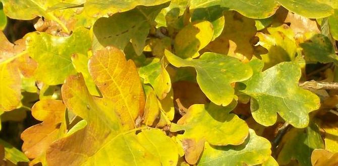 Understanding oak leaves are oak leaves good for vegetable gardens Understanding oak leaves are oak leaves good for vegetable gardens