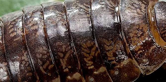 Understanding pill bugs are pill bugs bad for gardens