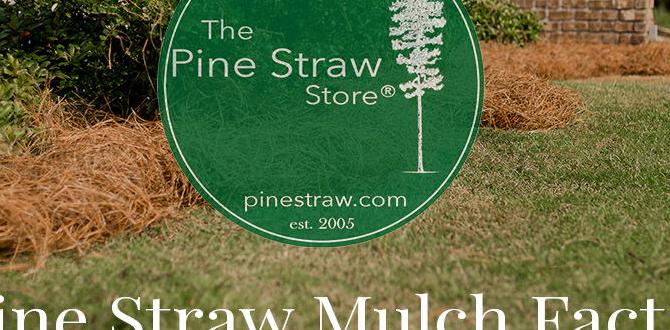 Understanding pine straw is pine straw good for vegetable gardens Understanding pine straw is pine straw good for vegetable gardens