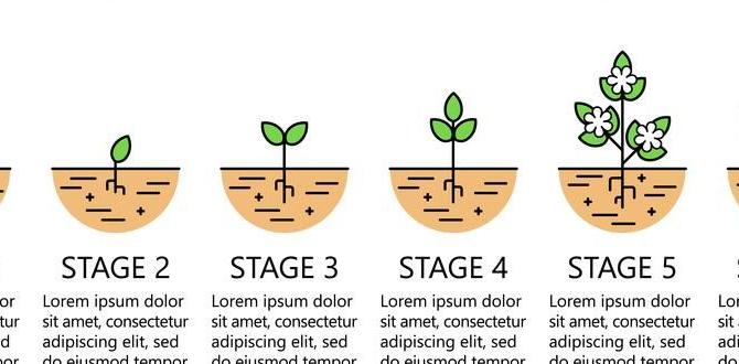 Understanding plant growth stages easy gardening for beginners