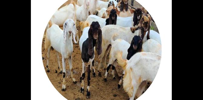 Understanding potential challenges and solutions goat manure for gardens
