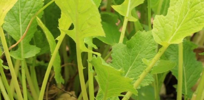 Understanding soil composition how to make your own soil for vegetable gardens Understanding soil composition how to make your own soil for vegetable gardens