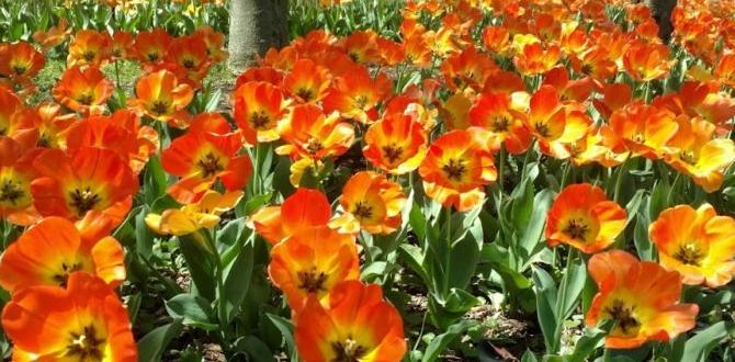 Understanding the basics of home gardening home gardening for beginners Understanding the basics of home gardening home gardening for beginners