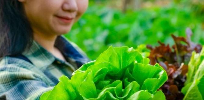 Understanding the basics of vegetable gardening best vegetables for gardening Understanding the basics of vegetable gardening best vegetables for gardening