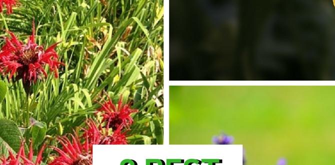 Understanding the benefits of using bug repellent plants bug repellent plants for gardens Understanding the benefits of using bug repellent plants bug repellent plants for gardens