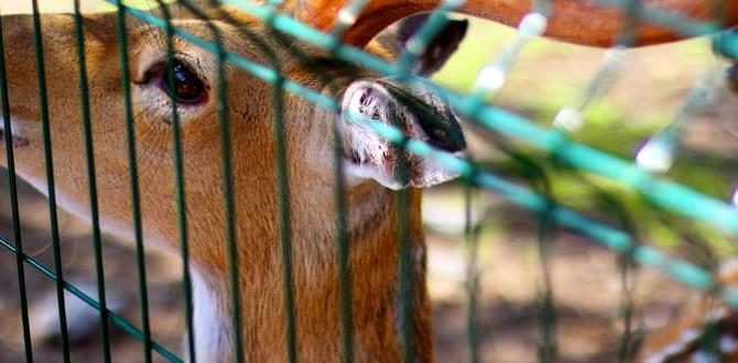 Understanding the need for deer fences deer fence for gardens