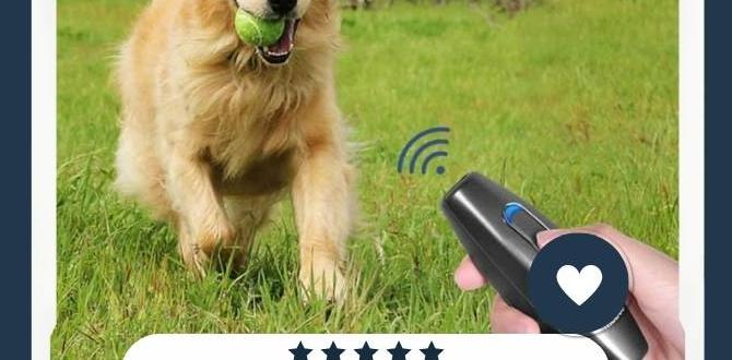 Understanding the need for dog deterrents dog deterrents for gardens Understanding the need for dog deterrents dog deterrents for gardens