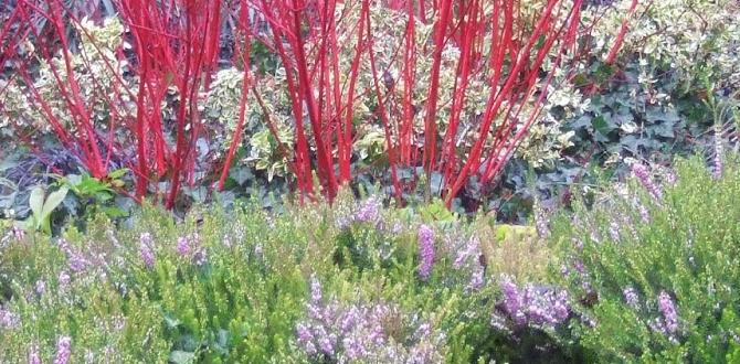 Understanding winter gardens plants for winter gardens Understanding winter gardens plants for winter gardens