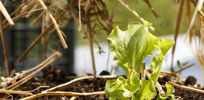 Use cases for straw in the garden hay or straw for gardening
