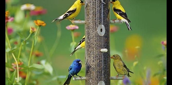 Using bird feeders effectively gardening for birds