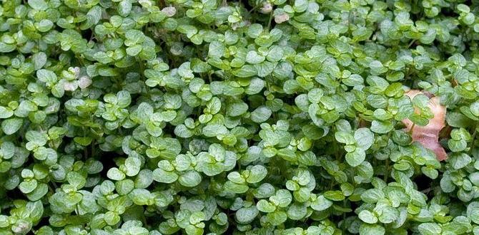 Utilizing ground cover plants ideas for front gardens without grass Utilizing ground cover plants ideas for front gardens without grass