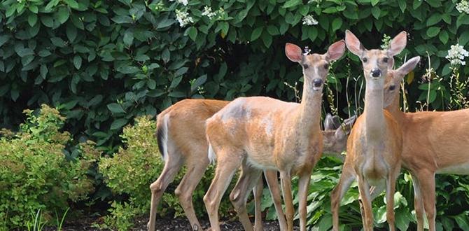 Utilizing physical barriers deer repellent for gardens
