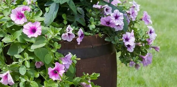 What are whiskey barrels whiskey barrels for gardening What are whiskey barrels whiskey barrels for gardening