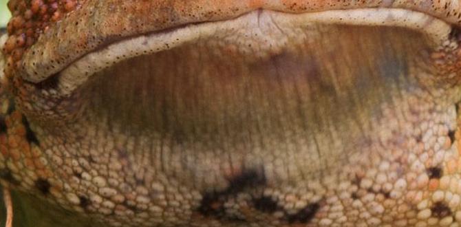 What is a toad house toad houses for gardens What is a toad house toad houses for gardens