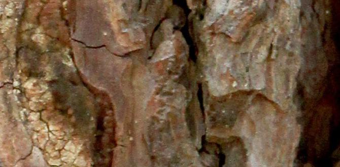 What is bark mulch bark mulch for gardens What is bark mulch bark mulch for gardens