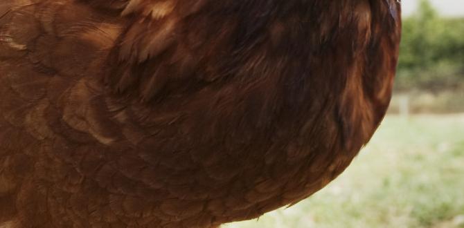 What is chicken wire chicken wire for gardening What is chicken wire chicken wire for gardening