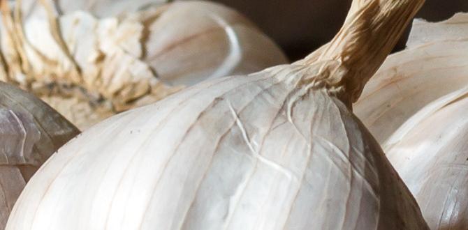 What is garlic spray how to make garlic spray for plants gardeners' world What is garlic spray how to make garlic spray for plants gardeners' world