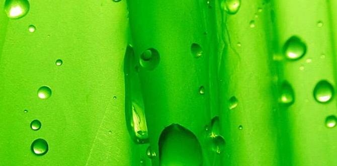 What is green sand green sand for gardening What is green sand green sand for gardening