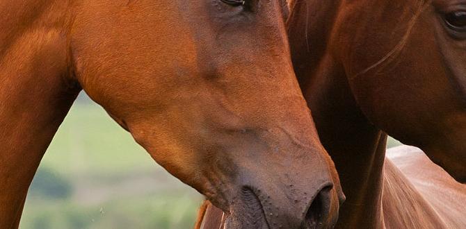 What is horse manure horse manure for gardens What is horse manure horse manure for gardens