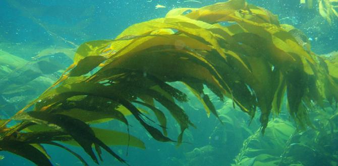 What is kelp and its benefits for gardening kelp for gardening What is kelp and its benefits for gardening kelp for gardening