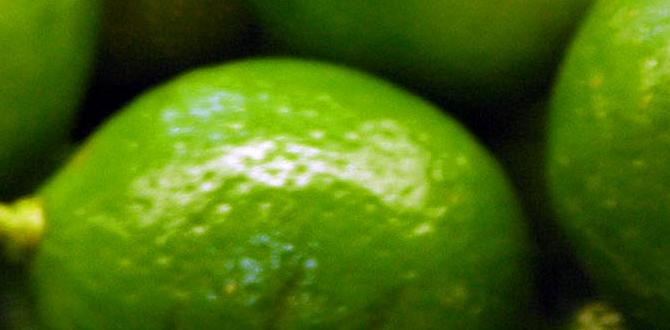 What is lime and its role in gardening lime for gardening soil What is lime and its role in gardening lime for gardening soil